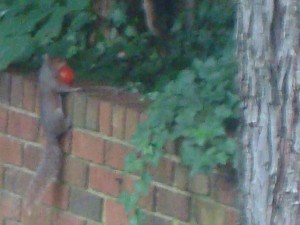 Squirrel carrying away one of my tomatoes.