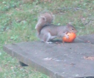 Squirrel feasting on one of my tomatoes.