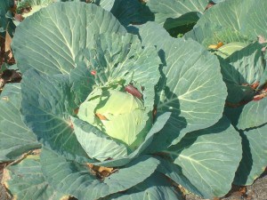The governor's cabbage.