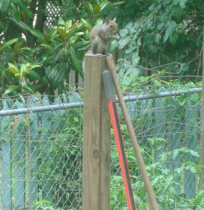 Squirrel on top of the post by my tomatoes