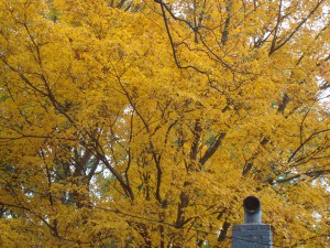 Fall leaves in Raleigh, N.C.