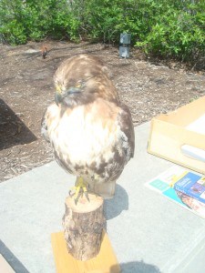 A close-up view of a red-tailed hawk