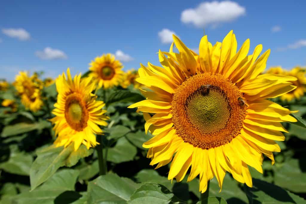 A list of free, family-friendly events in Downtown Raleigh for July 2019 curated by Raleigh Homes Realty