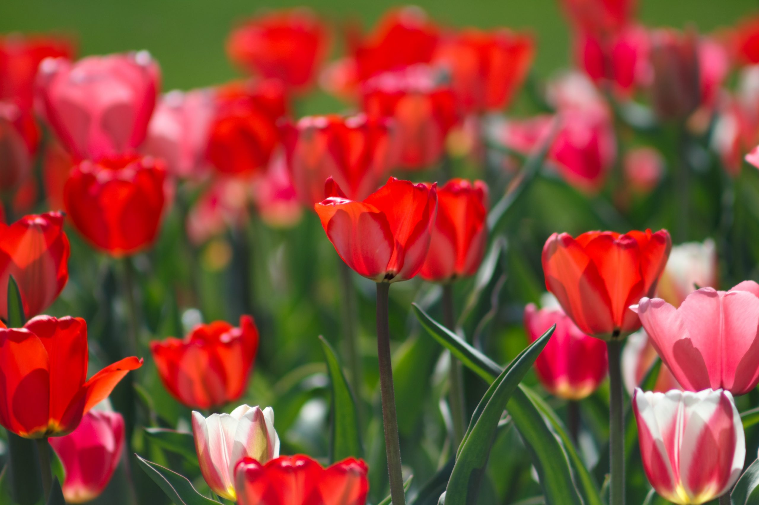 April 2022: Free Things To Do In Downtown Raleigh, a List Curated by Raleigh Homes Realty