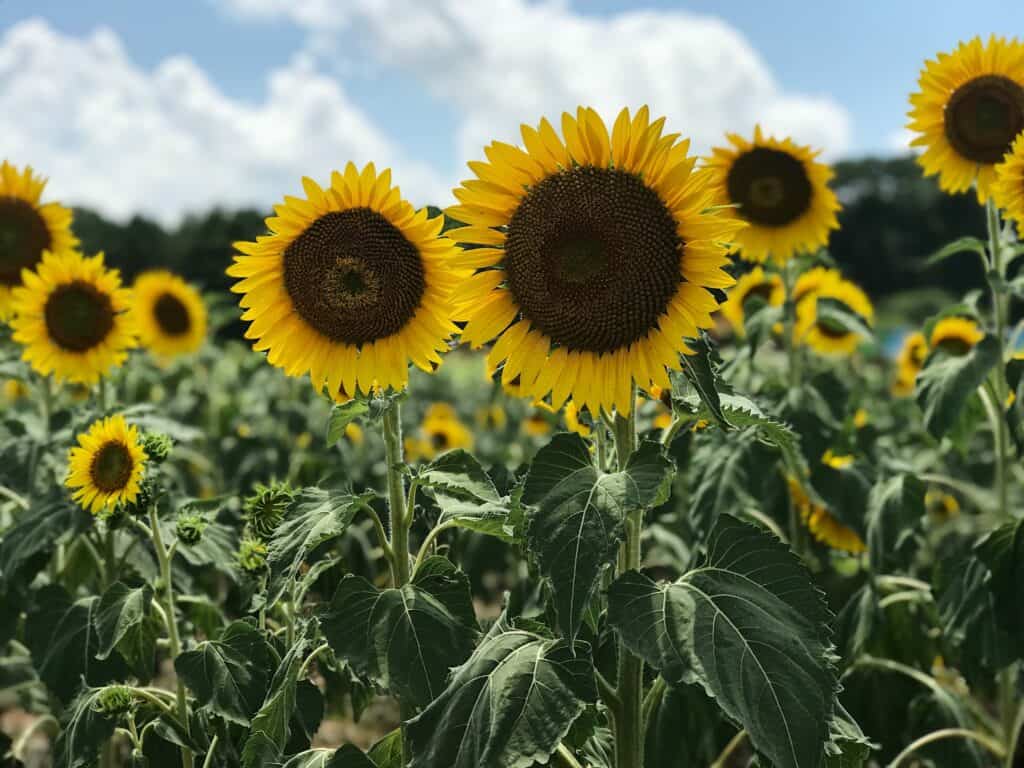 Raleigh Homes Realty August 2023